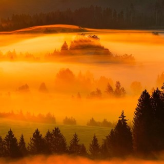 Fog and forest at the Rothenthurm high moor, Canton Schwyz, Switzerland, Europe
