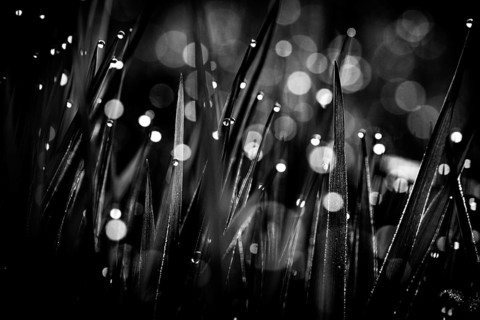 Blades of grass in detail with dewdrops, Mindelheim, Bavaria, Germany, Europe