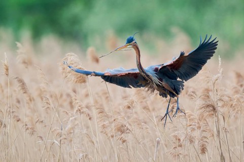Purple heron (Ardea purpurea) in flight, Baden-Württemberg, Germany, Europe
