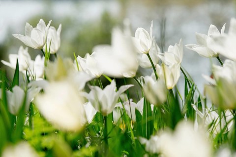 Flower meadow with tulips, Mainau Island, Lake Constance, Baden-Württemberg, Germany, Europe