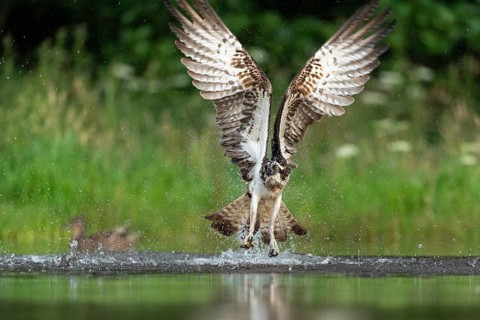Western osprey (Pandion haliaetus) hunting, Aviemore, Scotland, Great Britain