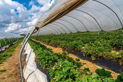 Harvest of strawberries, strawberry cultivation in the open, under a foil tunnel, young strawberry