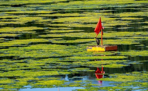 Waterweed, Elodea, an invasive species, green carpet of plants on Lake Baldeney in Essen, the