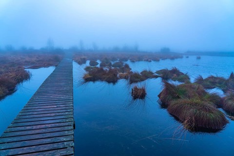 The High Fens nature park Park, in the German-Belgian border region near Eupen, winter, fog, wooden