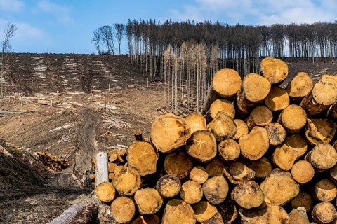 Cleared forest area north of the village of Öventrop, district of Arnsberg, dead spruce stands were