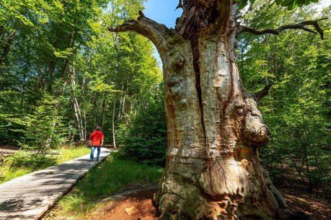 The Sababurg primeval forest, or primeval forest in the Reinhardswald, is a 95-hectare biotope