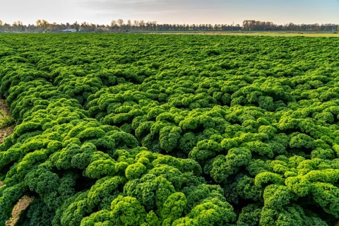 Kale field, growing area in the south of Düsseldorf, Volmerswerth district, on the Rhine, North
