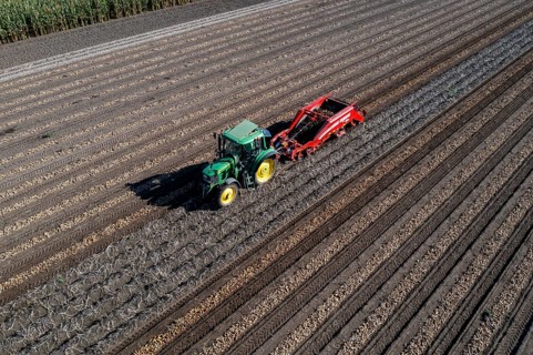 Potato harvest, so-called split harvesting method, first the tubers are taken out of the ground
