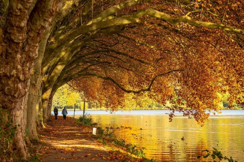 Platanen Allee, lakeside path on Lake Baldeney, near Haus Scheppen, in Essen, autumn, North