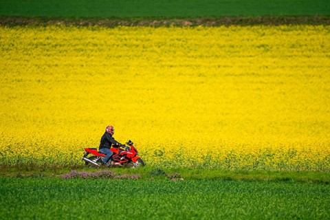 Country road by a flowering rape field, landscape near Mülheim an der Ruhr, Germany, Europe