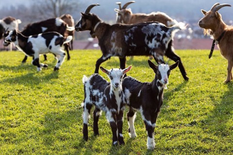 Herd of goats with young animals grazing on a green meadow, surrounded by natural idyll, Elbach