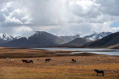 Horses in front of mountain lakes and glaciated and snow-covered peaks, Ak Shyrak Mountains, near