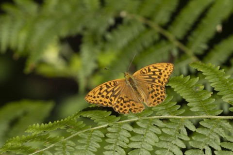 Silver-washed fritillary (Argynnis paphia) butterfly resting on a Bracken plant leaf in a woodland,
