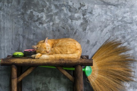 Cat sleeping on a table, pet, domestic cat, animal, sleeping, rest, resting, lazing, resting, lazy,