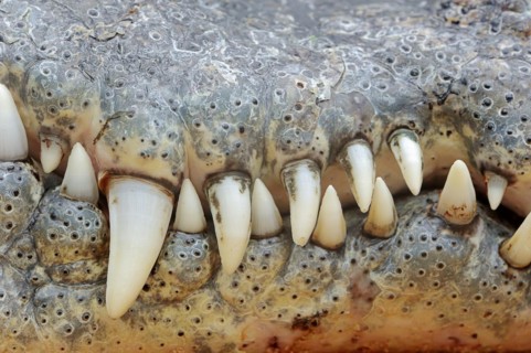 Nile crocodile (Crocodylus niloticus), teeth, captive, occurring in Africa