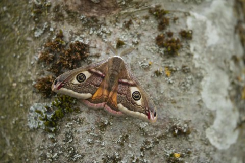 Emperor (Saturnia pavonia) moth resting on a tree trunk, Suffolk, England, United Kingdom, Europe