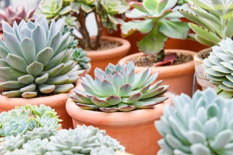 Various types of succulent in flower pots in the greenhouse. Closeup, selective focus