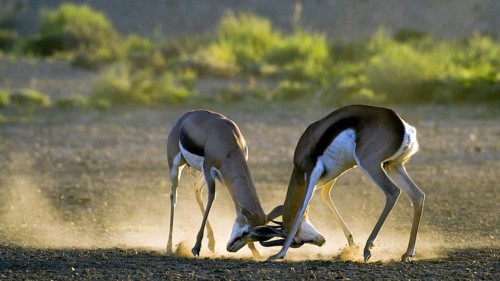 Springbok (Antidorcas marsupialis) scuffling in first light Kalahari, South Africa, Africa