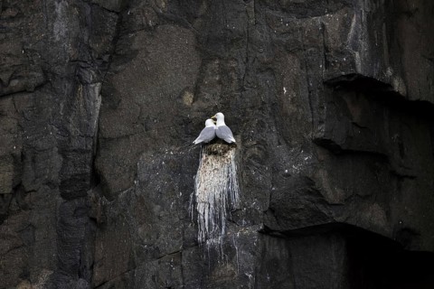 Black-legged kittiwakes (Rissa tridactyla) pair nesting on rock ledge in sea cliff at seabird