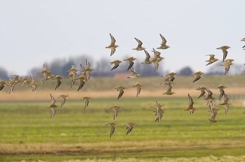 Eurasian Golden Plover (Pluvialis apricaria) flock in flight over a coastal marsh, migrating