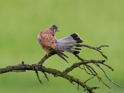 A kestrel perched on a mossy branch against a green background, preening itself, with its tail