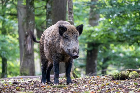 Wild boar (Sus scrofa), boar, Vulkaneifel, Rhineland-Palatinate, Germany, Europe