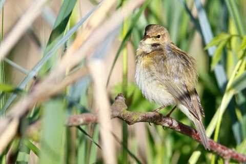 Chiffchaff or willow warbler (Phylloscopus collybita), animal hidden in the biotope,