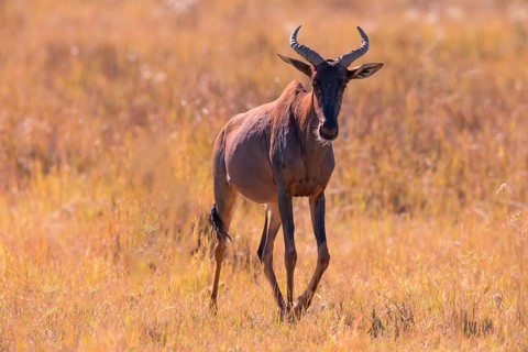 Africa, Botswana, antelope, lyrebird, Botswana, Africa