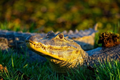 Spectacled caiman (Caiman crocodilius) Panatanal Brazil