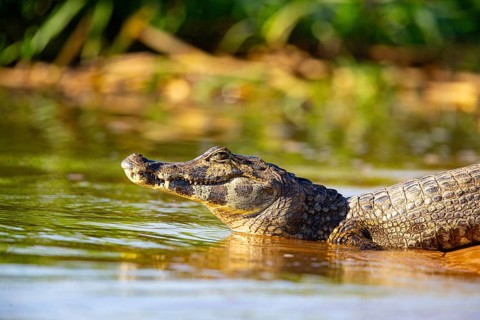Spectacled caiman (Caiman crocodilius) Pantanal Brazil