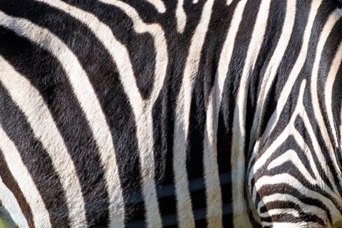 The zebra's stripes are black and white. The stripes are very close together, and the zebra's skin