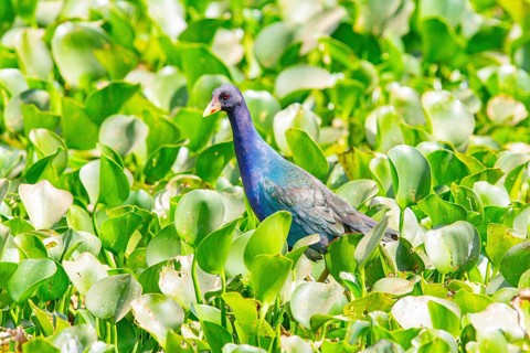 American purple gallinule (Porphyrio martinicus) Pantanal Brazil