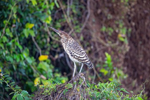 Rufescent tiger heron (Tigrisoma lineatum) Pantanal Brazil