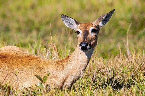 Pampas deer (Ozotoceros bezoarticus) Pantanal Brazil