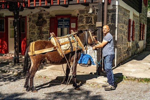 Mules transport the goods to the mountain hut in Paklenica National Park, Croatia, Europe