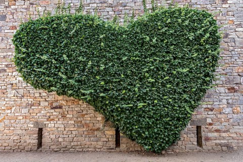 Wall of natural stone heart-shaped overgrown with ivy (Hedera helix), heart, Roman fort Saalburg,