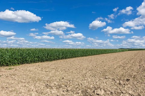 Symbolic image, renewable energies, maize plants, biogas plant, feed maize, maize cobs, clouds,