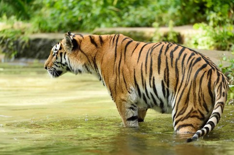 Siberian tiger (Panthera tigris altaica) taking a bath at the shore of a lake, captive