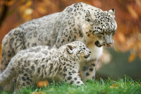 Snow leopard (Panthera uncia syn. Uncia uncia) mother with her youngster in autumn, captive