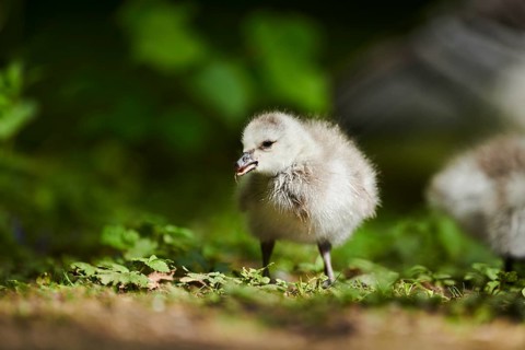 Barnacle goose (Branta leucopsis) chick, Bavaria, Germany, Europe