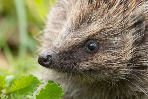 European hedgehog (Erinaceus europaeus) adult animal in a garden, England, United Kingdom, Europe