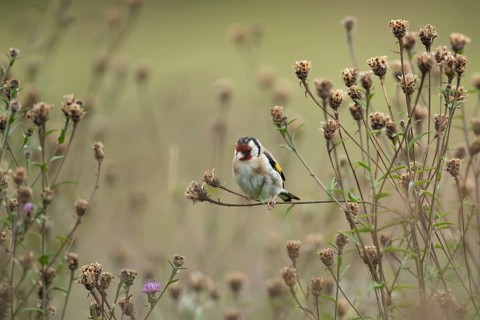European goldfinch (Carduelis carduelis) adult bird on Knapweed plant seed heads, Lincolnshire,