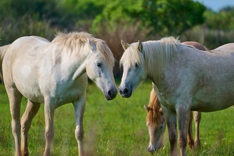 Two white Camargue horses in a green meadow in a quiet neighbourhood, Camargue, France, Europe