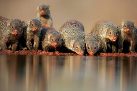 Zebra mongoose (Mungos mungo), adult, group, at the water, drinking, Kruger National Park, Kruger