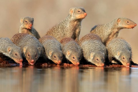 Zebra mongoose (Mungos mungo), adult, group, at the water, drinking, Kruger National Park, Kruger