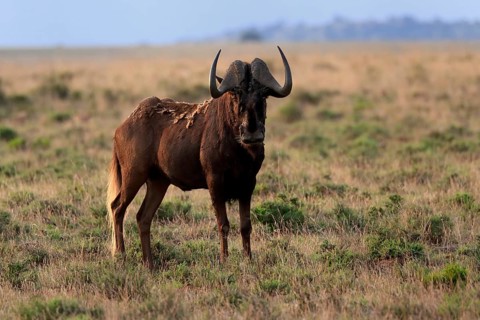White-tailed wildebeest (Connochaetes gnou), adult, alert, Mountain Zebra National Park, Eastern