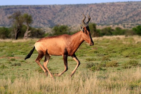 Red hartebeest (Alcelaphus buselaphus caama), Kaama, adult, running, foraging, Mountain Zebra