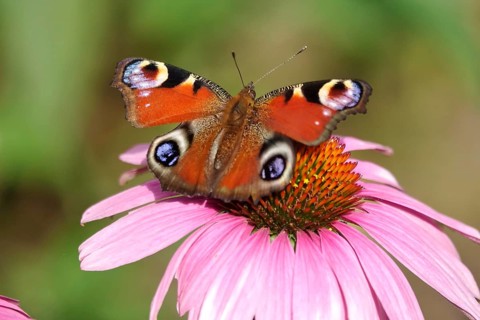 European peacock (Inachis io), summer, Saxony, Germany, Europe