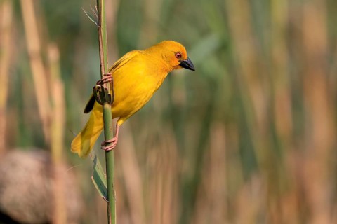 Eastern golden weaver (Ploceus subaureus), adult, male, auto-waiting, alert, Saint Lucia Estuary,