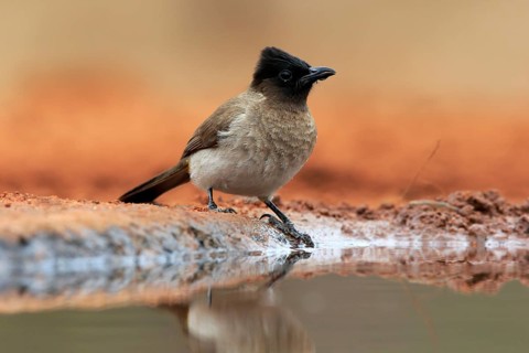 Grey bulbul (Pycnonotus barbatus), adult, at the water, drinking, Kruger National Park, Kruger